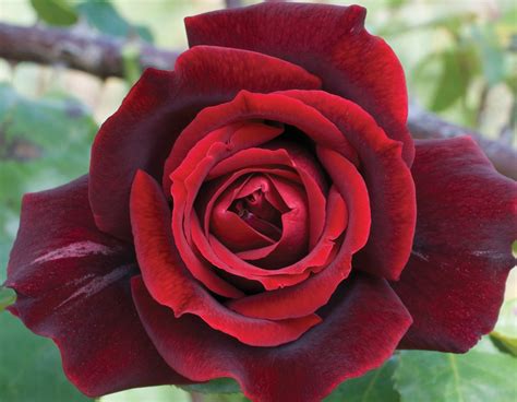 Papa Meilland® Star® Roses And Plants