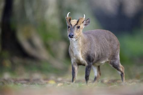 Where To Stalk The Deer Of The British Isles Gunsonpegs