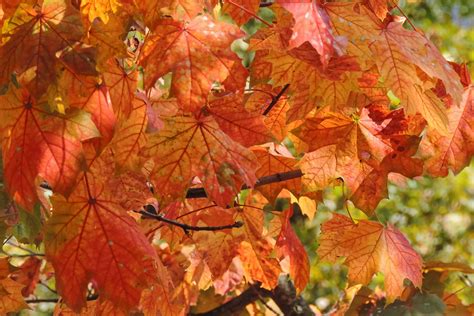Free Images Branch Season Maple Tree Maple Leaf Leaves Deciduous