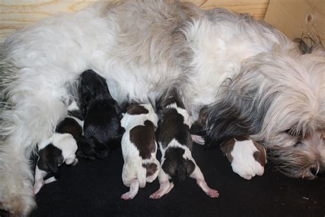 Our Wildflower Havanese Dogs Near Denver Co — Wildflower Havanese