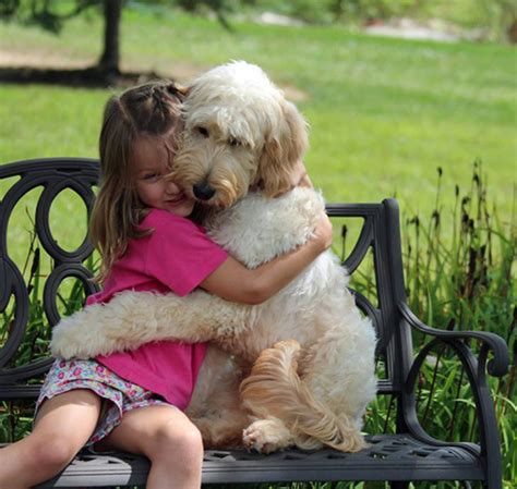 26 Cani Che Abbracciano I Loro Umani Keblog