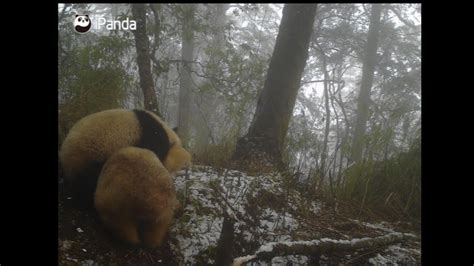 Rare Albino Panda Spotted Wrestling In China Photos Show Raleigh
