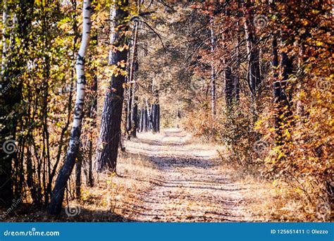 A Path In A Mixed Autumn Forest A Bright Beautiful Autumn Lands Stock