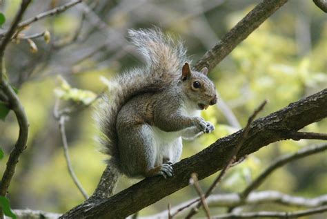 Uk Grey Squirrels Cute Squirrel British Wildlife Animals