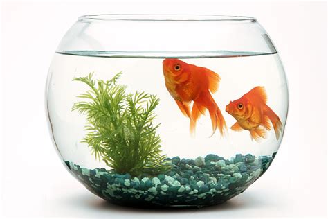 Can Goldfish Thrive In A Bowl The Surprising Answer Pet Keen