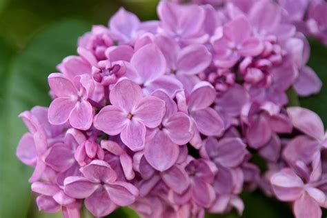 Welcome to the official fiore violetto facebook page. fiori lillà - Fiori delle piante