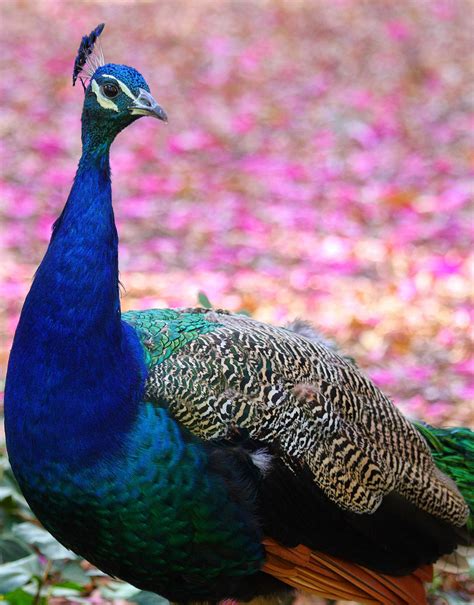 Most Beautiful Peacock Photos Stunning Peacocks Photography