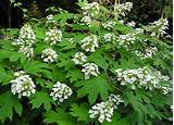 Pictures of Large Flowering Shrubs For Shade