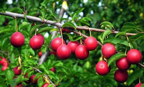 Fruit Trees For Cold Hardiness Zone 10 Average Low Temperature Of 30