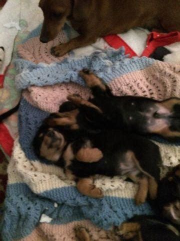 adorable mini dachshund puppies  weeks  fm  sale  phoenix arizona classified