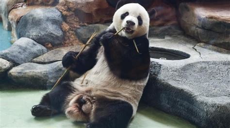 China Indonesia Pandas Conservation Partnership Program Inaugurated