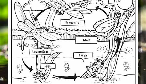 dragonfly life cycle worksheet