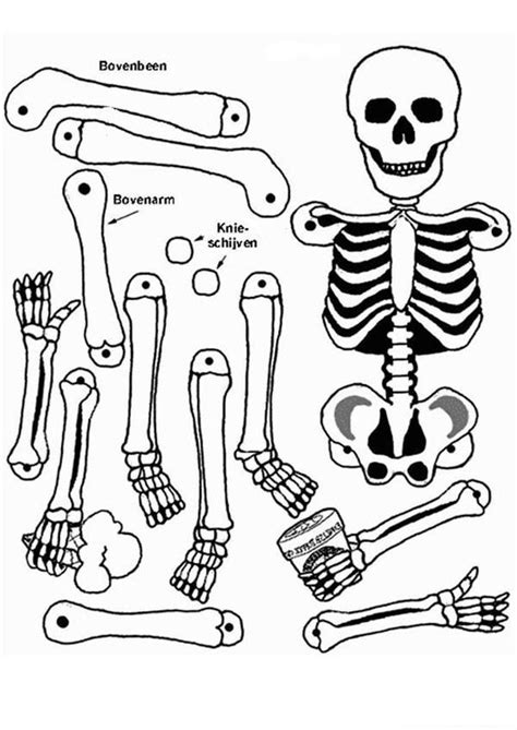 Anatomical Heart Coloring Page - Coloring Home