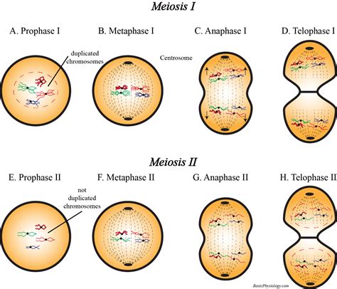 A25 Mitosis And Meiosis