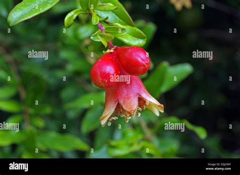 Punica Granatum Tree Flower Hi Res Stock Photography And Images Alamy