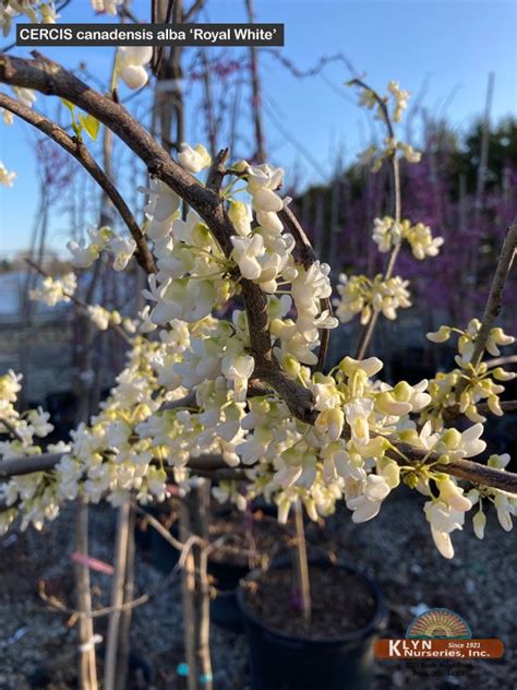 Cercis Canadensis Alba Royal White Royal White Redbud