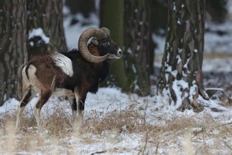 Big European Mouflon Sheep In The Forest — Stock Photo © Photocech