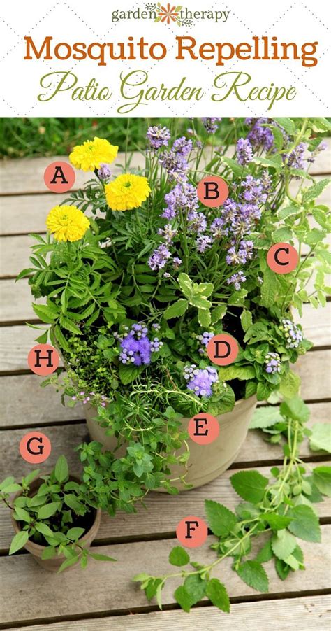 Chris loves the outdoors and exploring nature. Plant a Mosquito-Repelling Container Garden to Protect ...