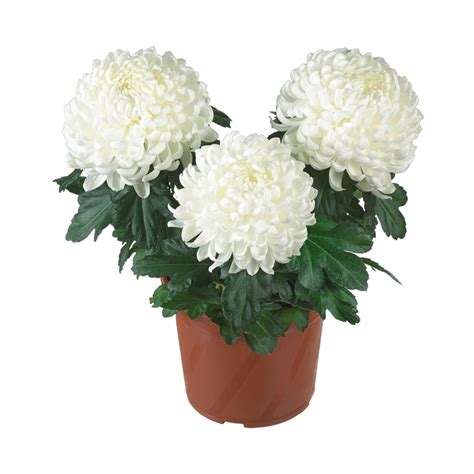 Chrysanthemum Indicum Cosmo White Pot Mum From Garden Center Marketing