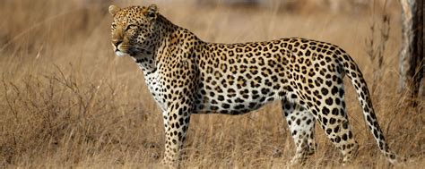 Sabi Sabi Game Reserve Safari Prices Best Time Fees 2022