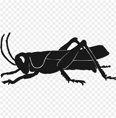Free Download Hd Png Silhouette Insect Grasshopper Raccoon Pest