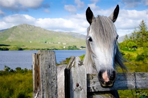 Connemara pony animal species native to Ireland | Ireland Before You Die