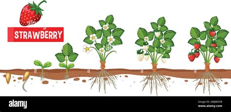 Strawberry Plant Growth Stages Illustration Stock Vector Image Art Alamy