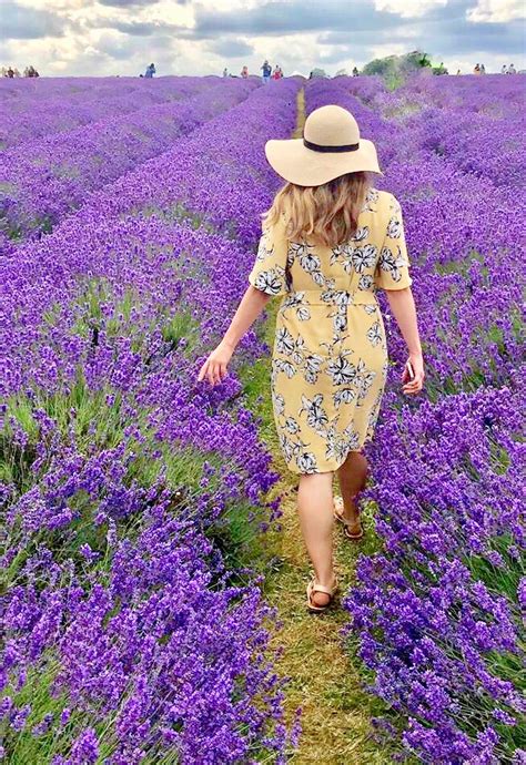 Visiting English Lavender Fields Near London Off A Small Island