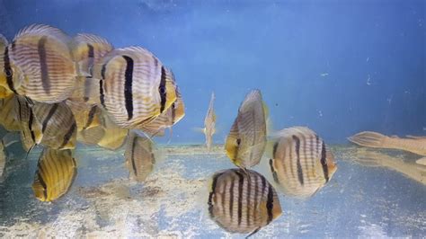 Symphysodon Discus Heckel Blue Faceblue Head Wild Symphysodon Tarzoo