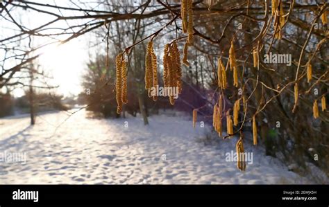 Hazelnut Blossom In Germany In Wintertime Stock Photo Alamy