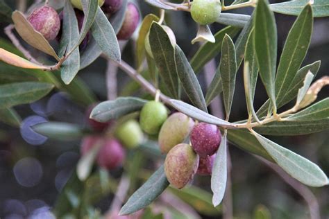 Olives Olivenast Olive Tree Free Photo On Pixabay