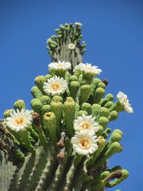 Saguaros On A Blooming Binge In Sabino Canyon Local News