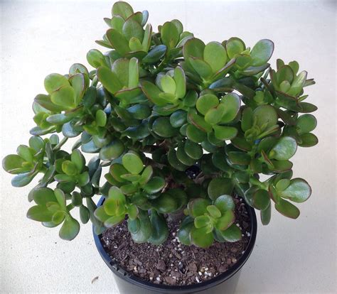 Crassula Ovata Minima Miniature Jade Succulent Plants Planting Succulents Crassula Ovata