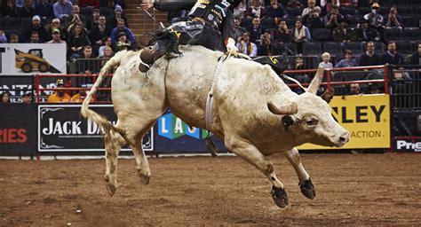 Photos Bull Riders Buck Their Stuff At Msg Gothamist