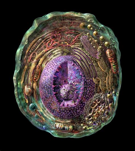 Animal Cell By Russell Kightleyscience Photo Library
