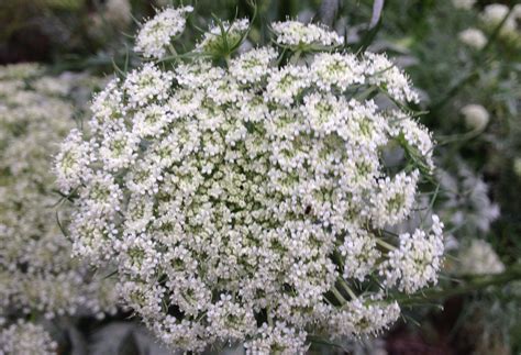 Umbelliferous One Bend In The River