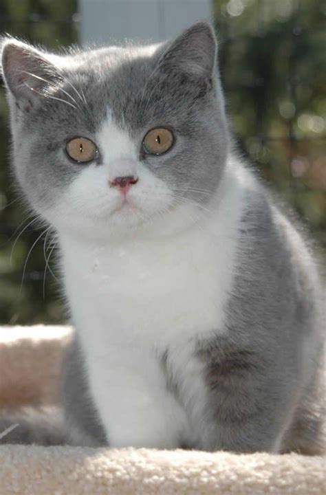British Shorthair Kitten Kitty Cats Pinterest