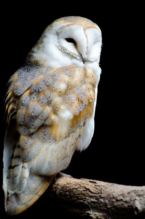 Barn Owl On The Black Background Free Stock Photo Public Domain Pictures