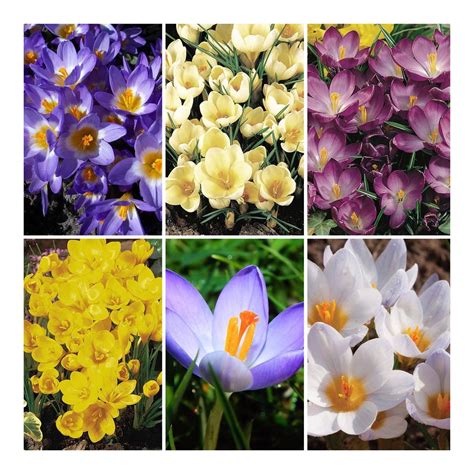 Crocus Species Bulb Collection Bulbs