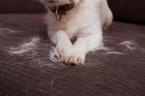 If your vacuum cleaner is getting clogged with hair, it's a good bet that shedding season has whether you have a cat, a dog or both, shedding can be a headache to deal with. Closeup Furry Jack Russell Dog Shedding Hair During Molt ...