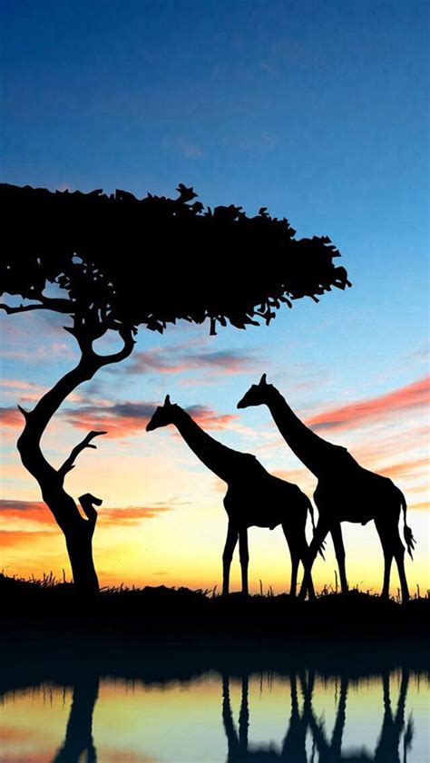 Giraffes Nature Iphone Wallpaper Sunset Wallpaper Landscape Wallpaper