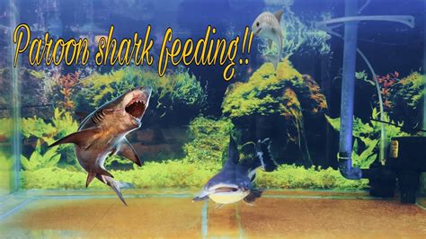 Paroon Shark Feeding Time 🦈🦈🦈 Youtube