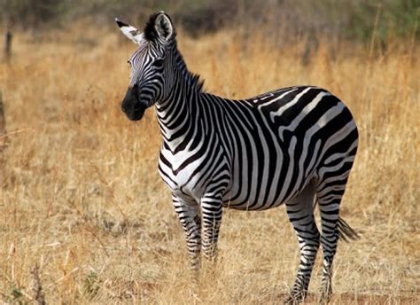 Its range is fragmented, but spans much of southern and eastern africa south of the sahara. Plains Zebra Animal, Plains Zebra Facts & Photos