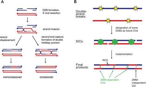 Overview Of Meiotic Recombination A Major Recombination Pathways A