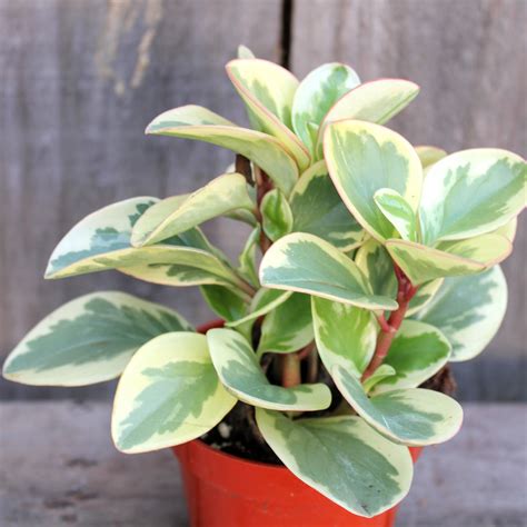 Peperomia Obtipan Bicolor In 2021 Peperomia Plants Cool Plants