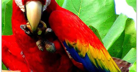 Scarlet Macaw Biofaces Bring Nature Closer