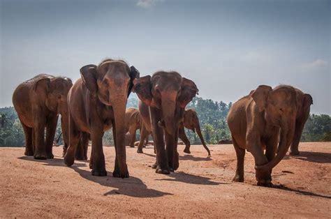 Citas En Kandy Sri Lanka Elephant Orphanage Descargar Mp3