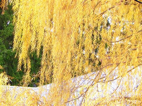 Let Your Light Shine: On The Willows