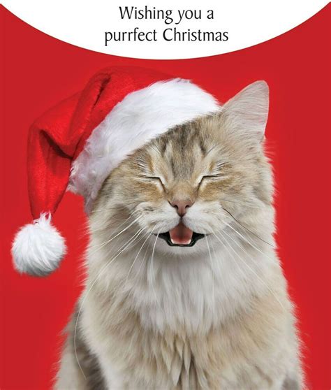 Purrfect Christmas Funny Cat Greeting Card Christmas Cards Humorous