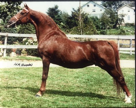 American Morgan Horse Association